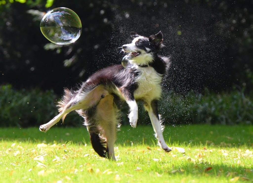 border collie bubble