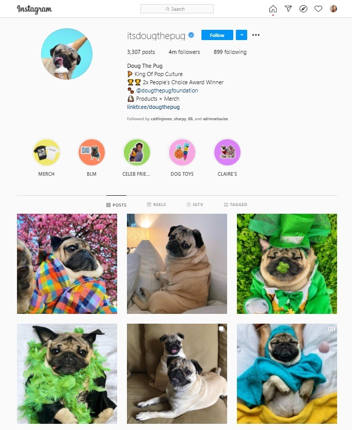 dog influencer Instagram
